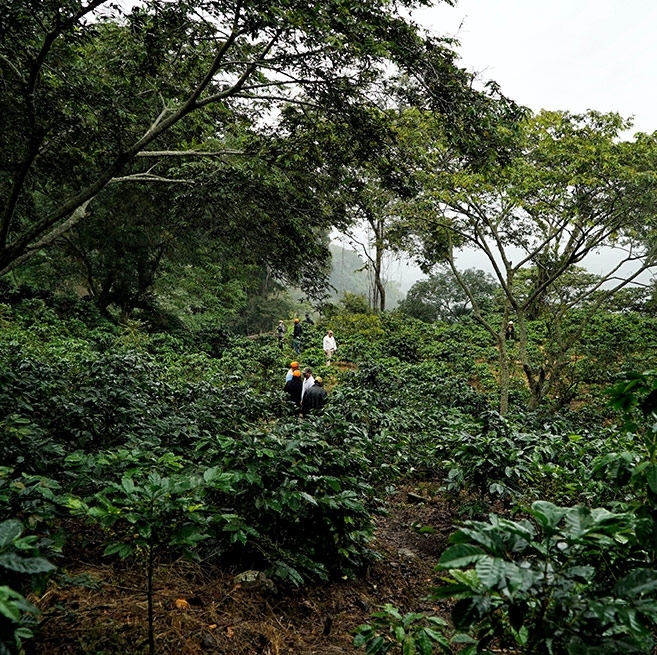 Coffee field in Honduras